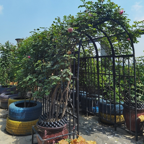 קשת לצמחים מטפסים בגינה ברוחב 114 ס"מ דגם פטל 018